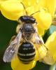 Andrena flavipes